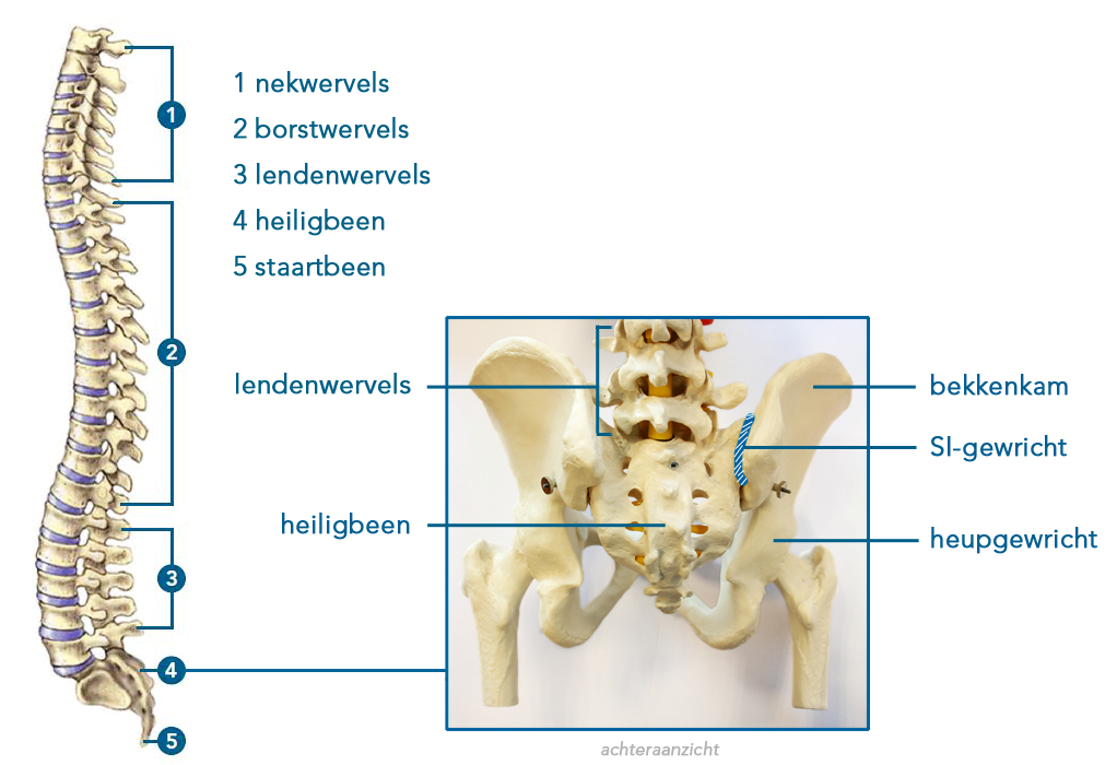 Praktijk Energieryck Wat is Dorn therapie