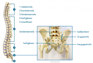 si_gewricht